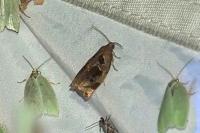 Archips crataegana