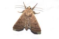 Hoplodrina octogenaria