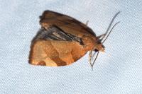 Pandemis cerasana