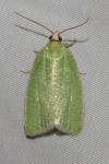 Tortrix viridana