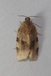 Choristoneura hebenstreitella