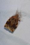 Archips xylosteana