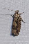 Zeiraphera isertana