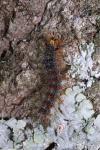 Lymantria dispar
