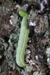 Orthosia incerta