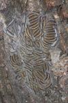 Thaumetopoea processionea