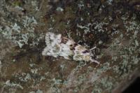 Eudonia delunella