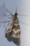 Epirrhoe alternata
