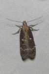 Gelechia sororculella