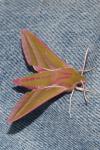 Deilephila elpenor