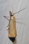 Chrysoteuchia culmella