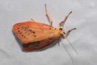 Miltochrista miniata