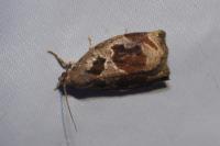 Archips crataegana