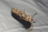 Phycita roborella