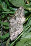 Cleorodes lichenaria