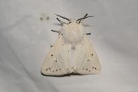 Spilosoma lubricipeda