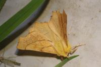 Ennomos alniaria