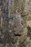 Noctua pronuba