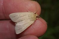 Mythimna pallens