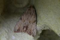 Apamea lithoxylaea