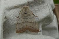 Charanyca trigrammica