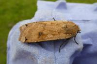 Noctua pronuba