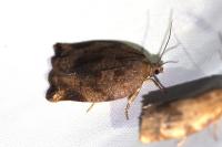 Archips crataegana