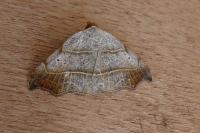 Laspeyria flexula