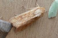Mythimna vitellina