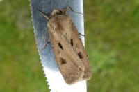 Agrotis exclamationis