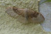 Idaea degeneraria