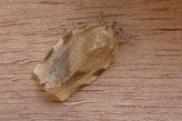Choristoneura hebenstreitella