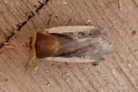 Ochropleura plecta