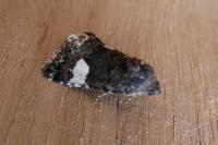 Tyta luctuosa