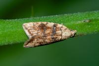 Aleimma loeflingiana