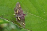Pyrausta aurata