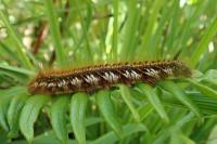 Euthrix potatoria
