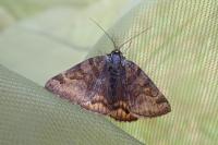 Euclidia glyphica