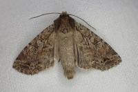 Fissipunctia ypsillon