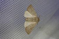 Hoplodrina ambigua