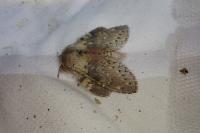 Stauropus fagi