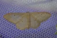 Idaea straminata