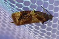 Ditula angustiorana