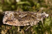 Zeiraphera isertana