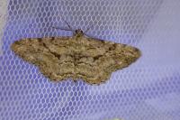 Peribatodes rhomboidaria