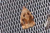 Archips crataegana