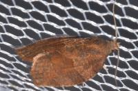 Pandemis heparana