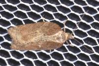 Acleris hastiana