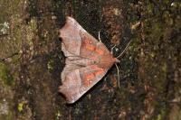 Scoliopteryx libatrix