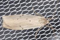 Pelosia muscerda